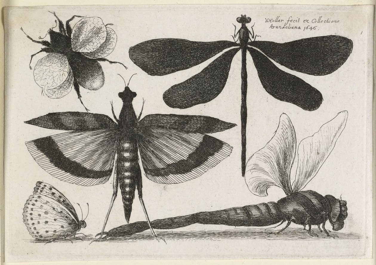 O conjunto de borboletas, um dos doze, 1646 de Wenceslaus Hollar