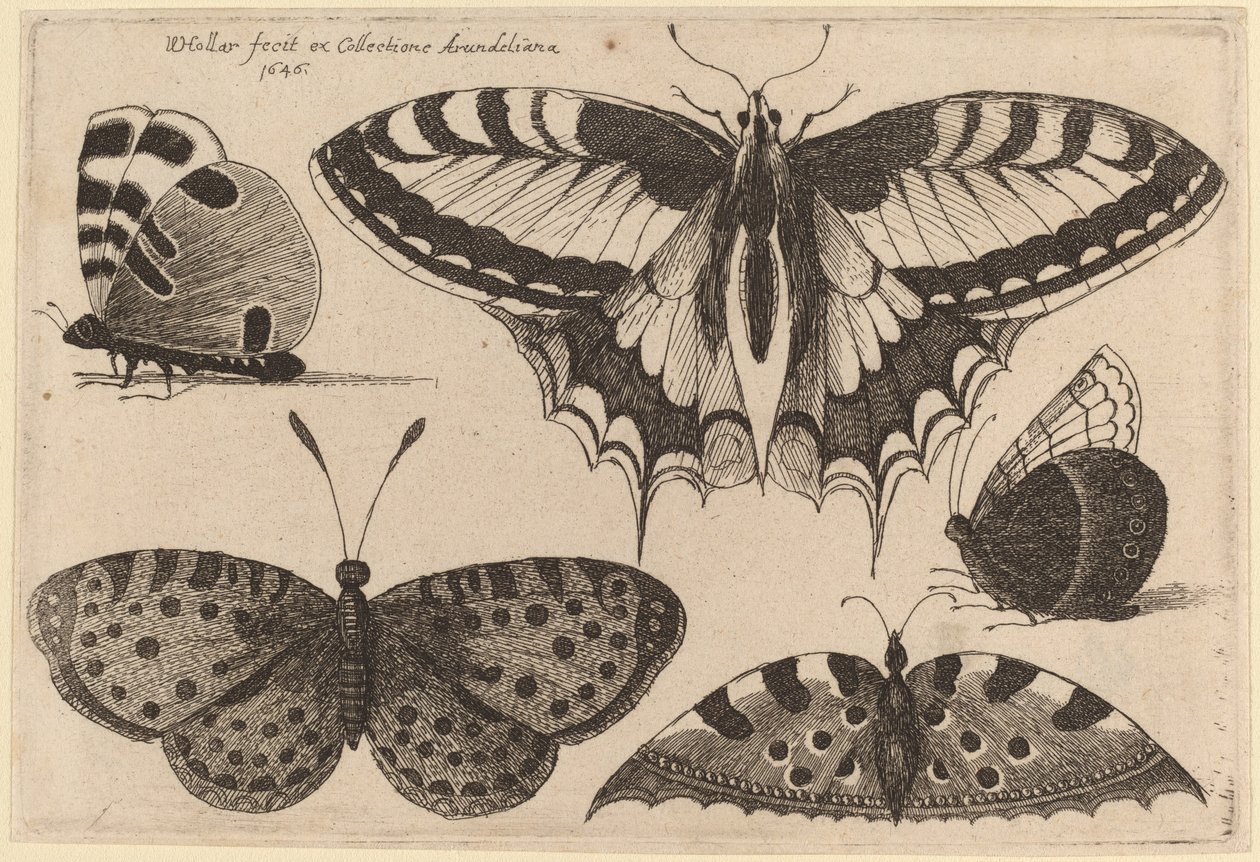 Três borboletas e duas mariposas de Wenceslaus Hollar