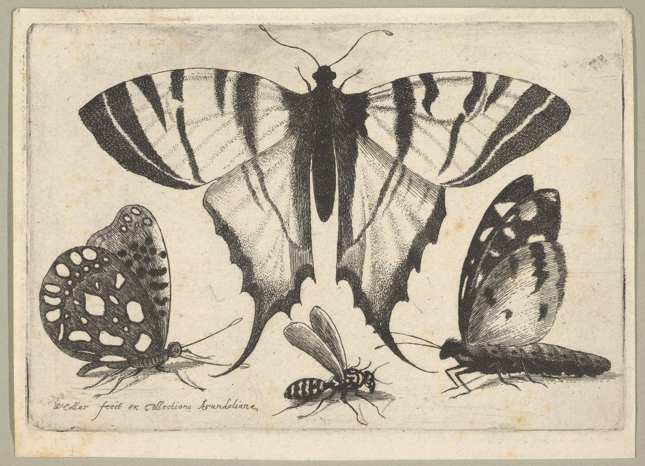 Três borboletas e uma vespa, 1646. de Wenceslaus Hollar