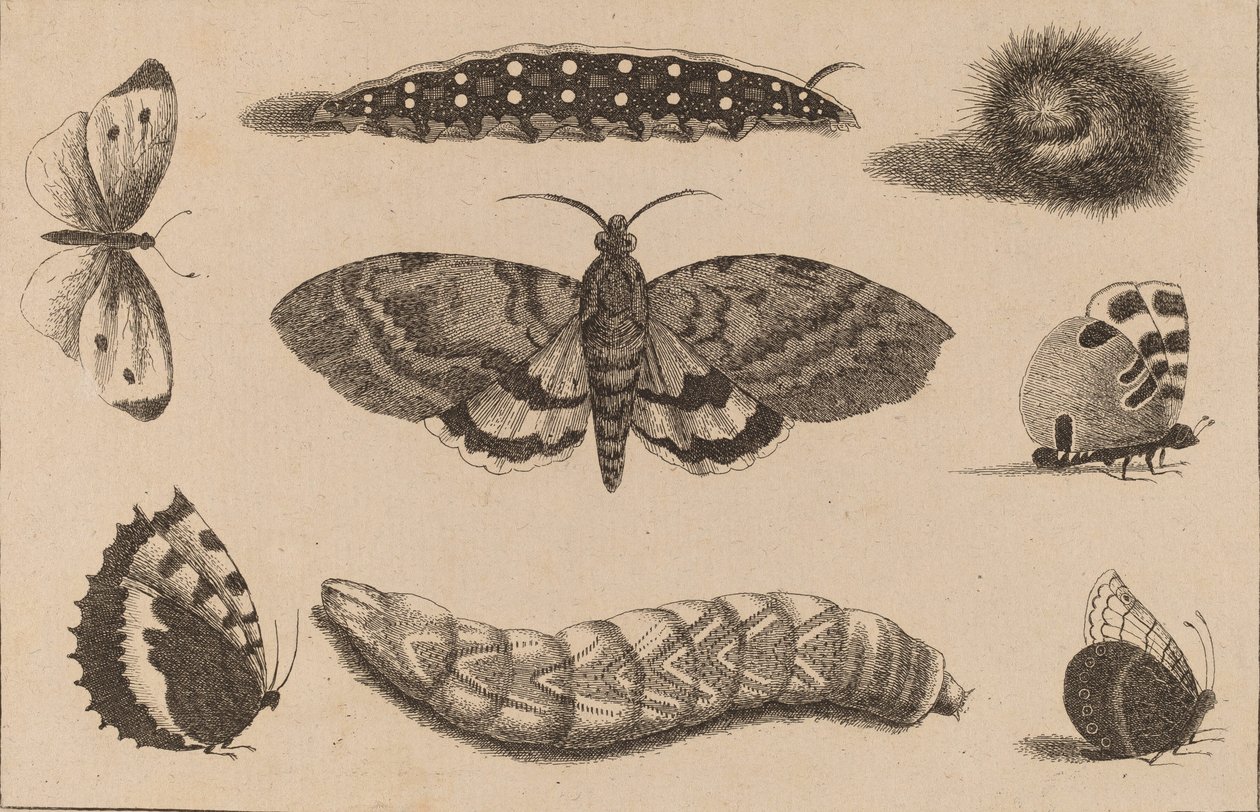 Três Lagartas, uma Traça, e Quatro Borboletas. de Wenceslaus Hollar