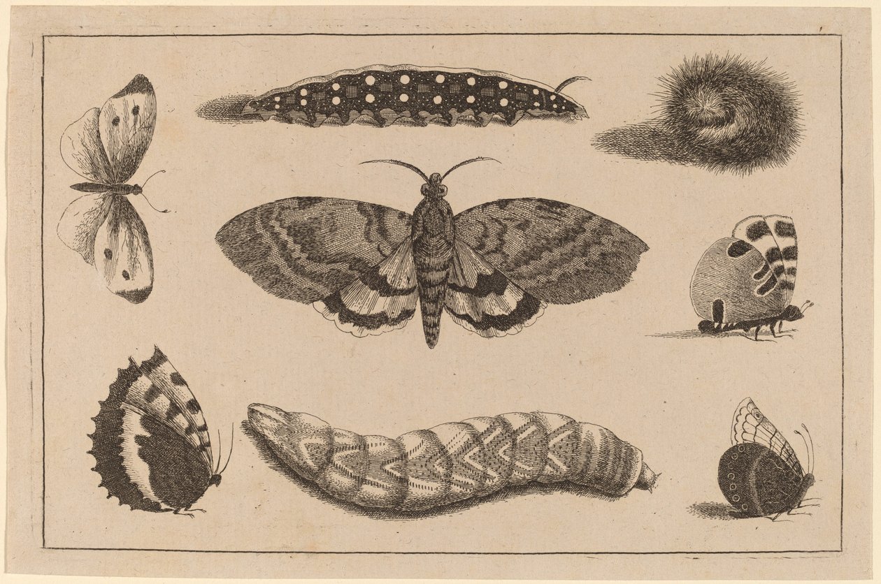 Três lagartas, uma mariposa e quatro borboletas de Wenceslaus Hollar
