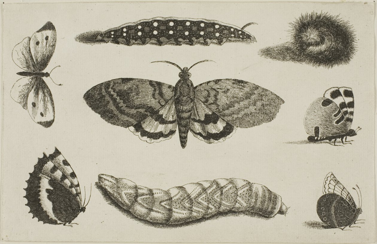 Três lagartas, uma mariposa e quatro borboletas de Wenceslaus Hollar