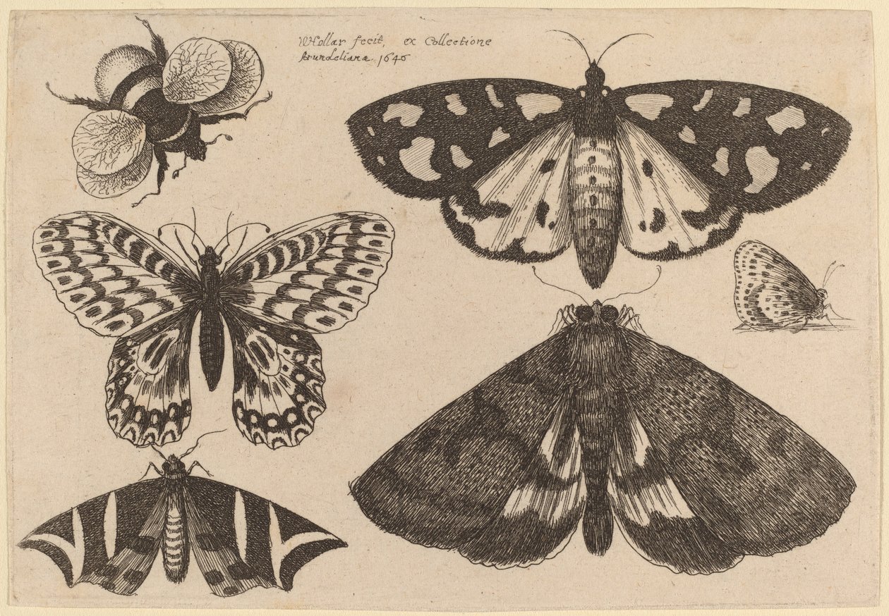 Três mariposas, duas borboletas e uma abelha de Wenceslaus Hollar
