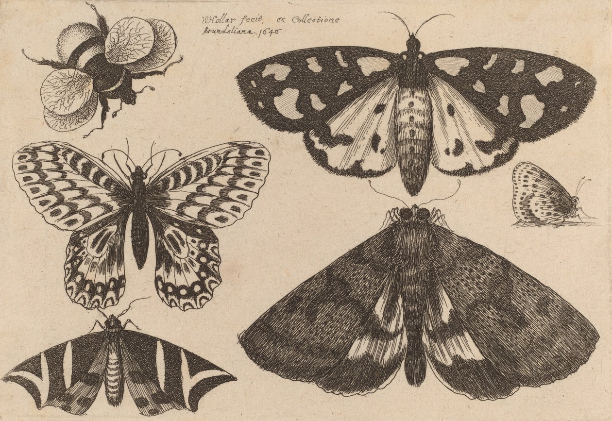 Three Moths, Two Butterflies, and a Bumble Bee, 1646. de Wenceslaus Hollar