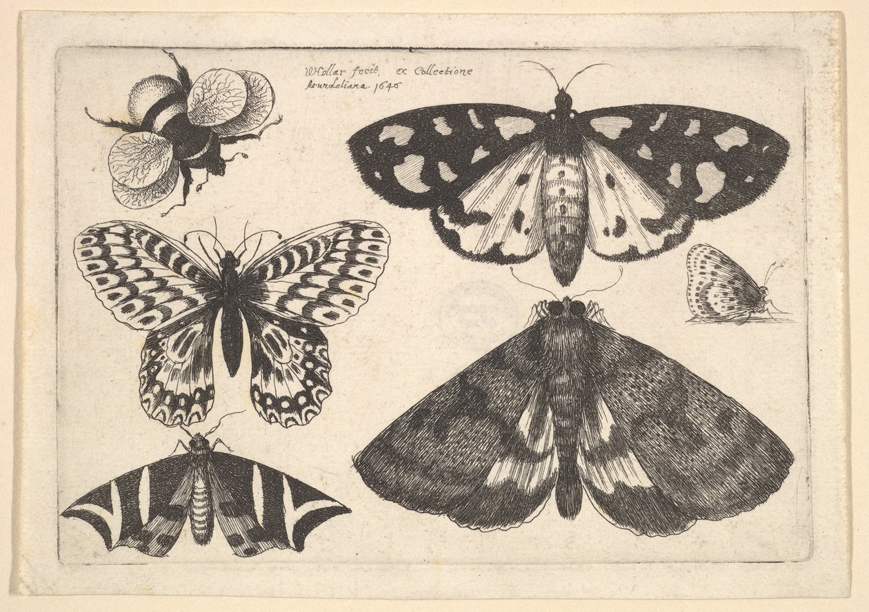 Três mariposas, duas borboletas e uma abelha, 1646. de Wenceslaus Hollar