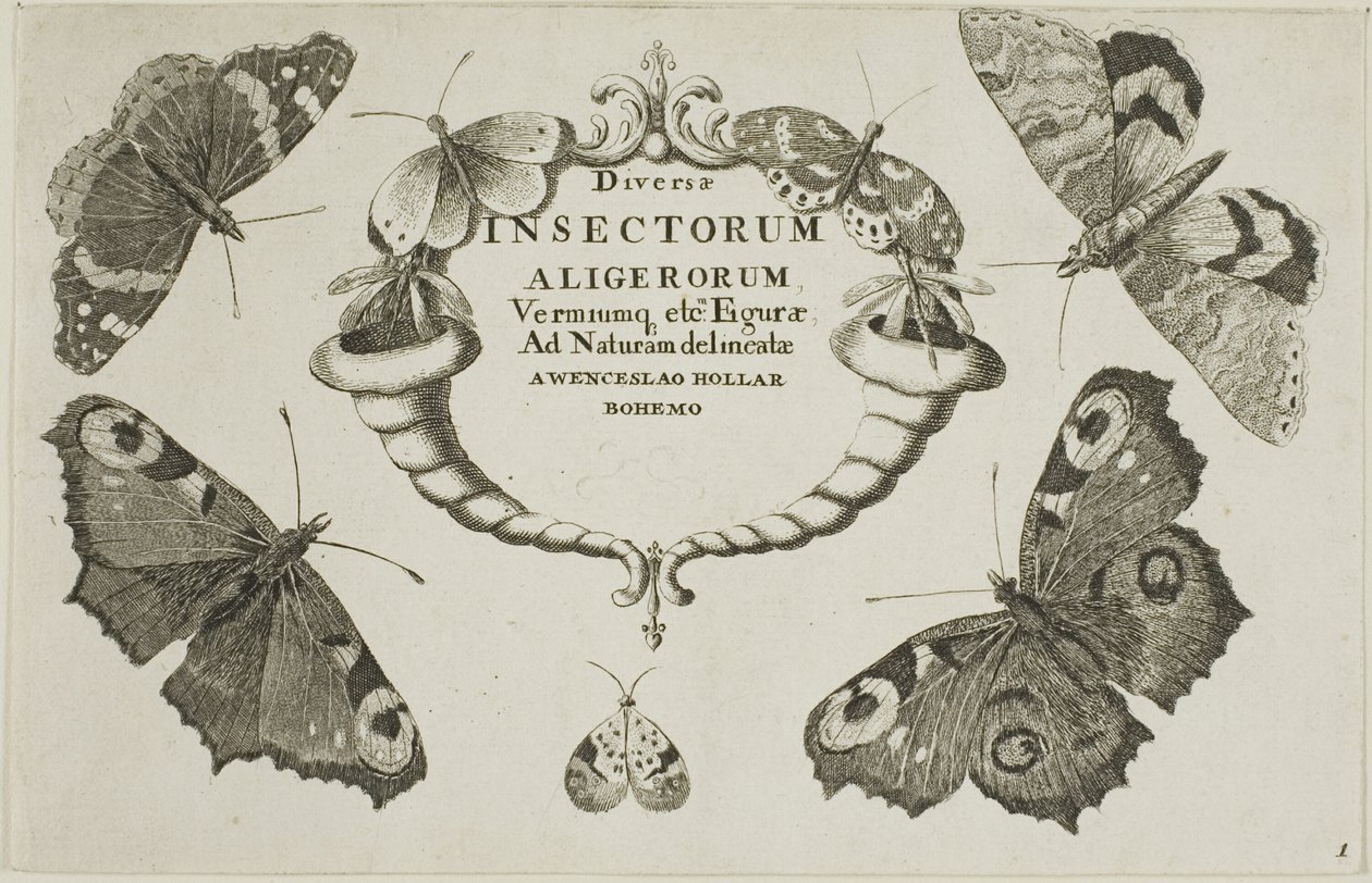 Página de título de diversos insetos de Wenceslaus Hollar