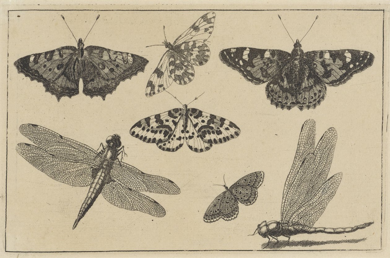 Duas libélulas e cinco borboletas Vários insetos (título da série) Diversae Insectorum (título da série) de Wenceslaus Hollar