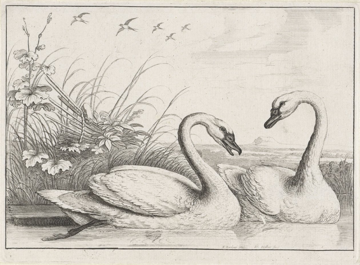 Dois cisnes
Diversae avium species (título da série)
Várias aves (título da série) de Wenceslaus Hollar