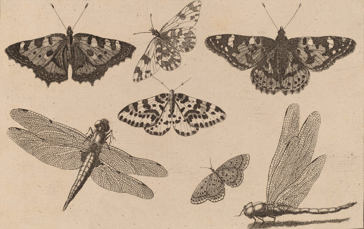 Duas Libélulas e Cinco Borboletas. de Wenceslaus Hollar