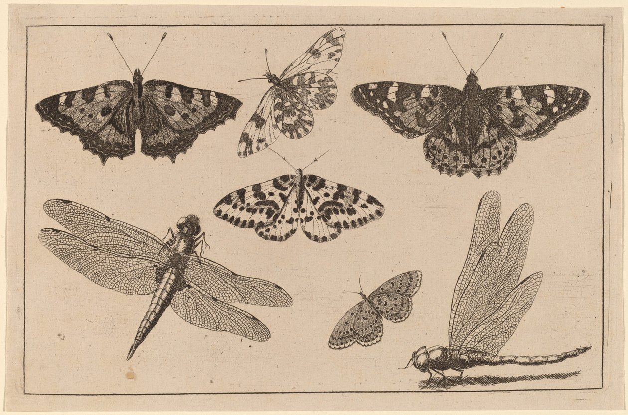 Duas libélulas e cinco borboletas de Wenceslaus Hollar