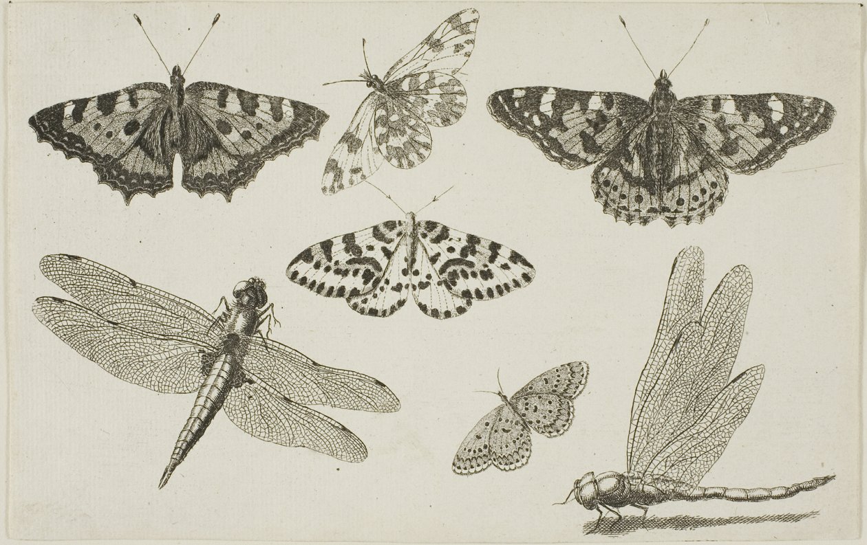 Duas libélulas e cinco borboletas de Wenceslaus Hollar