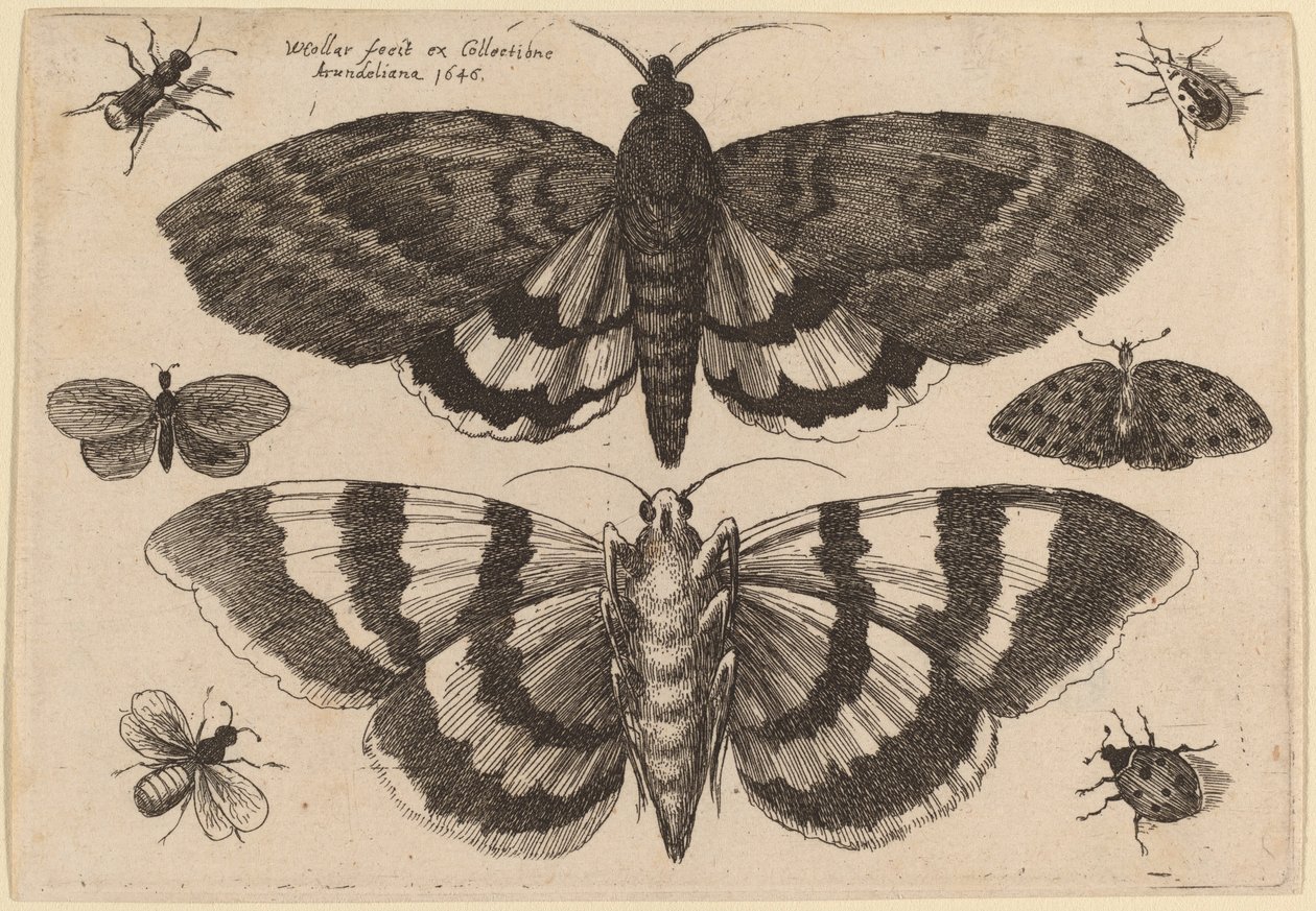 Duas traças e seis insetos de Wenceslaus Hollar