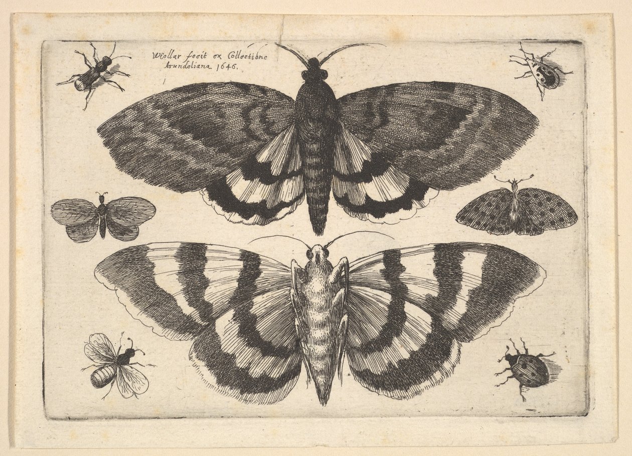 Duas mariposas e seis insetos, 1645. de Wenceslaus Hollar