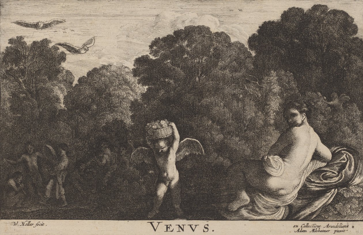 Vénus. de Wenceslaus Hollar