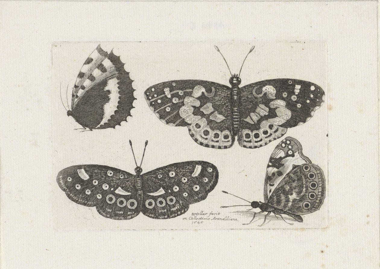 Quatro borboletas
Insectos (título da série)
Muscarum Scarabeorum (título da série) de Wenceslaus Hollar