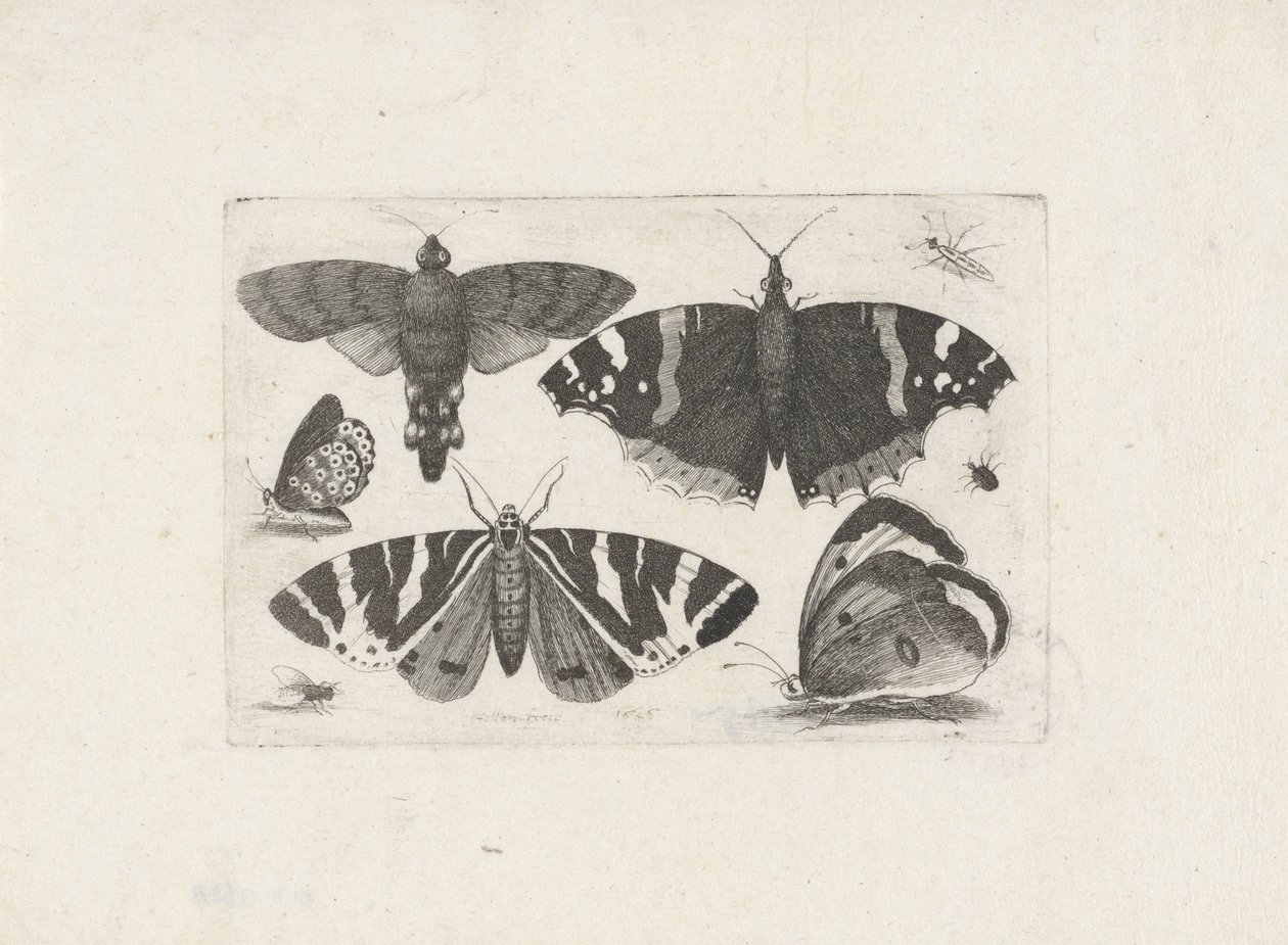 Quatro borboletas, uma mariposa, dois besouros e uma mosca de Wenceslaus Hollar
