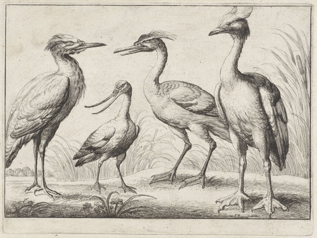 Quatro aves pernalta
Várias aves (título da série) de Wenceslaus Hollar