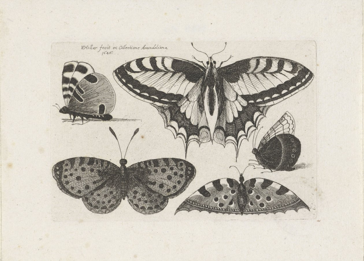Cinco borboletas Insetos (título da série) Muscarum Scarabeorum (título da série) de Wenceslaus Hollar