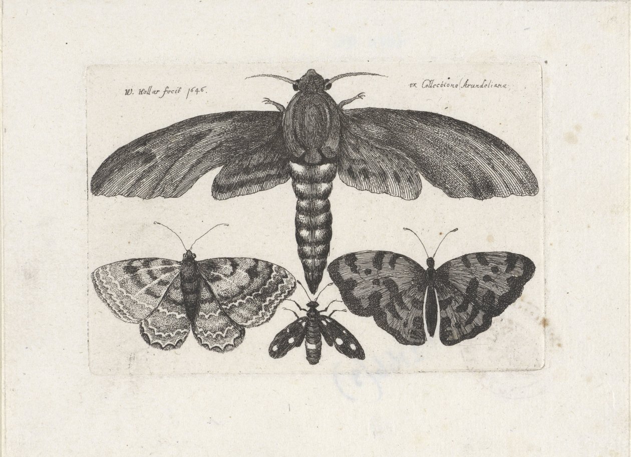 Borboletas e uma mariposa Insetos (título da série) Muscarum Scarabeorum (título da série) de Wenceslaus Hollar