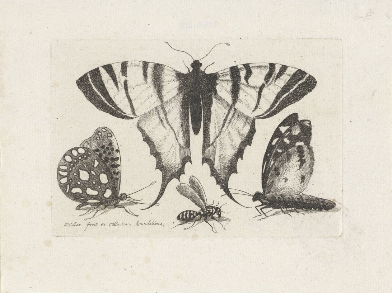 Borboletas e uma vespa
Insectos (título da série)
Muscarum Scarabeorum (título da série) de Wenceslaus Hollar