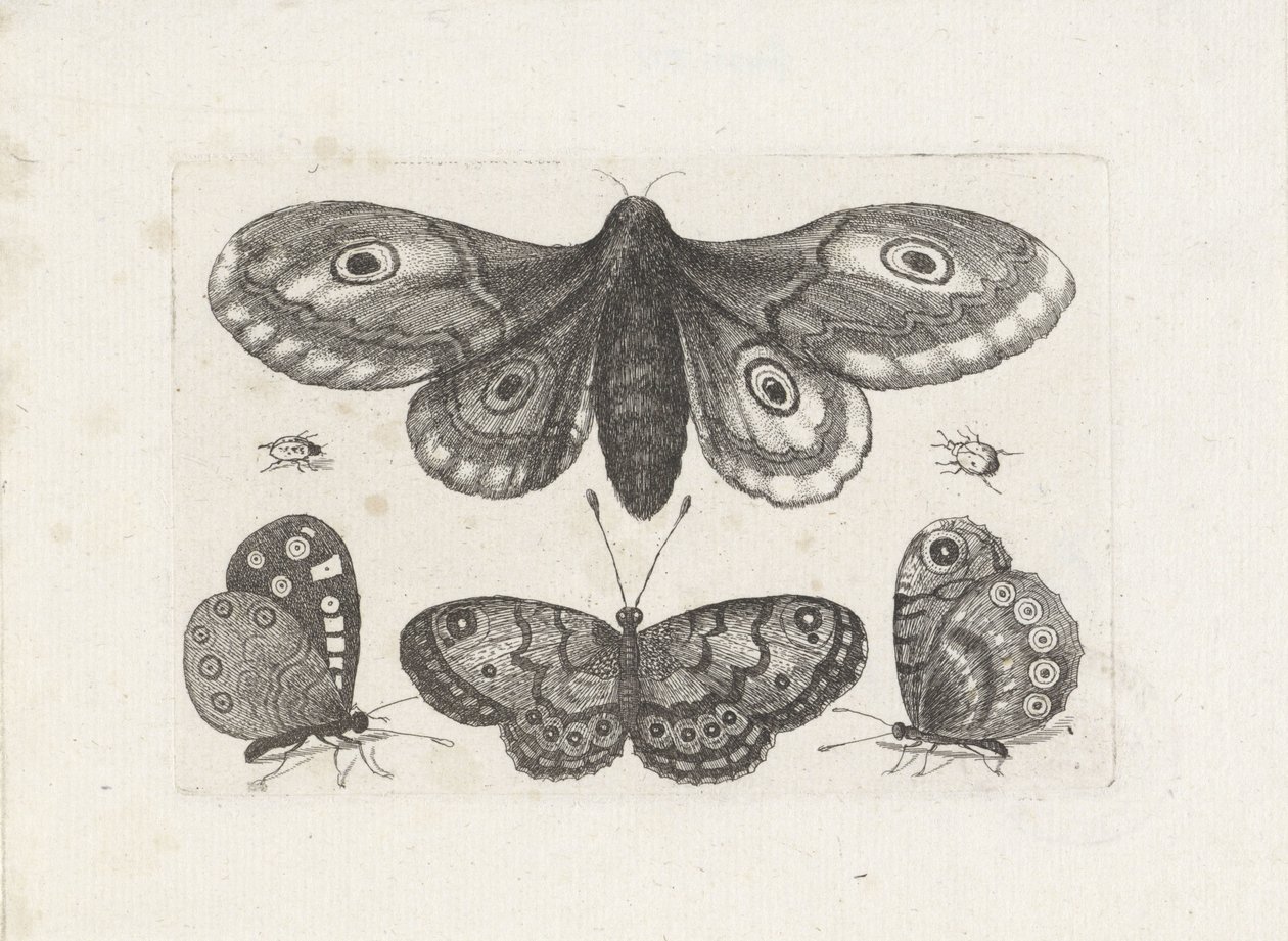 Borboletas, besouros e uma mariposa Insetos (título da série) Muscarum Scarabeorum (título da série) de Wenceslaus Hollar