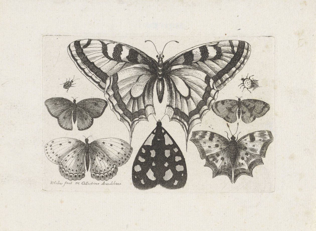 Borboletas, besouros e uma mariposa Insetos (título da série) Muscarum Scarabeorum (título da série) de Wenceslaus Hollar