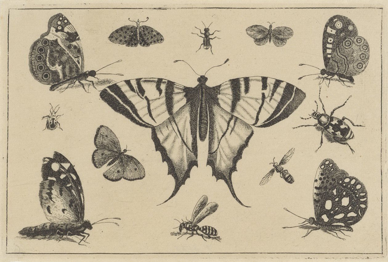 Borboletas, vespas e outros insetos Vários insetos (título da série) Diversae Insectorum (título da série) de Wenceslaus Hollar