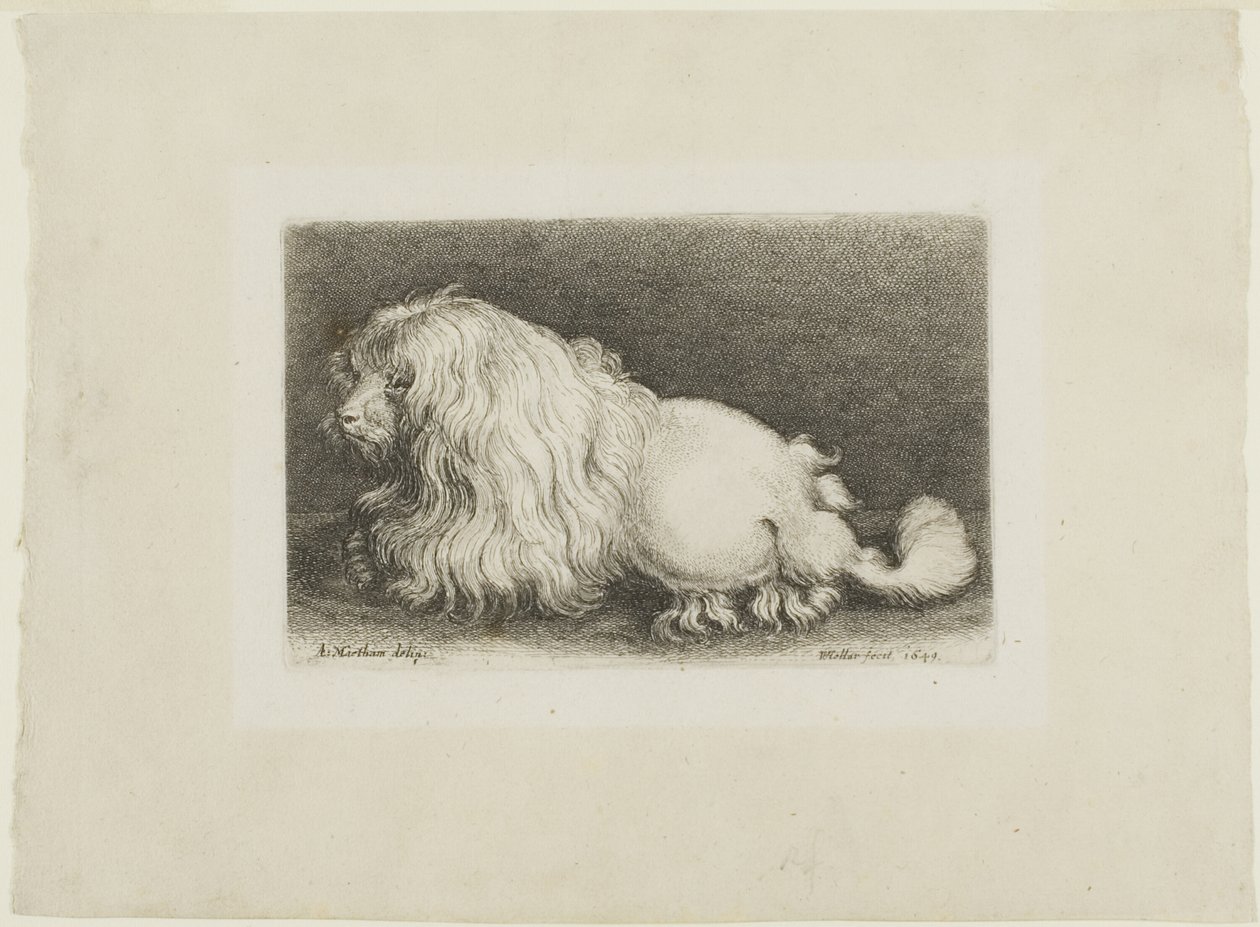 Cachorro branco de Wenceslaus Hollar