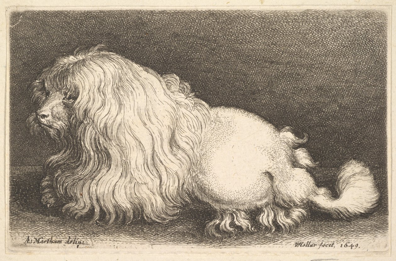Cão branco, 1649. de Wenceslaus Hollar