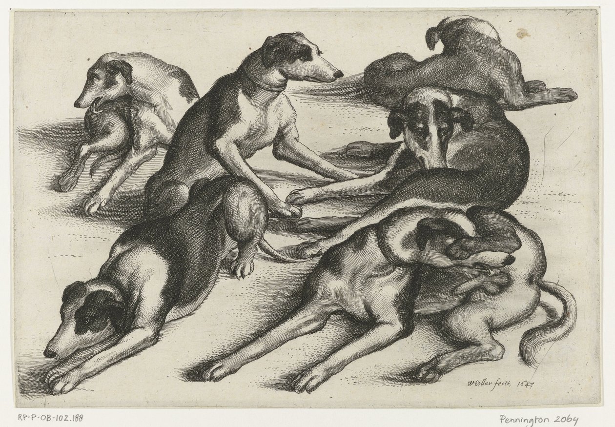 Seis cães de caça reclináveis
Caça, cães de caça e caça (título da série) de Wenceslaus Hollar