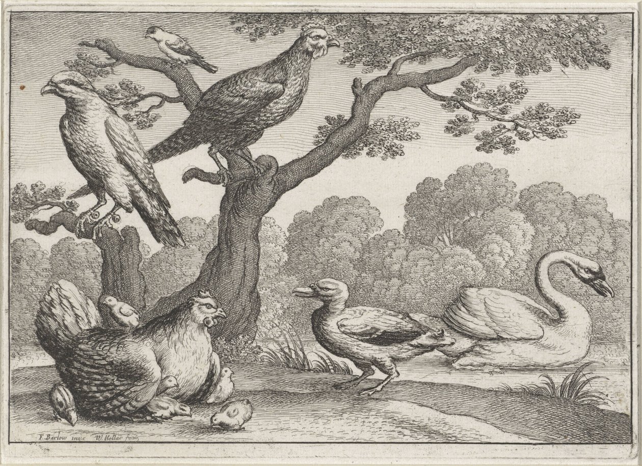Cisne, frango com pintinhos e outros pássaros Pássaros diferentes (título da série) de Wenceslaus Hollar