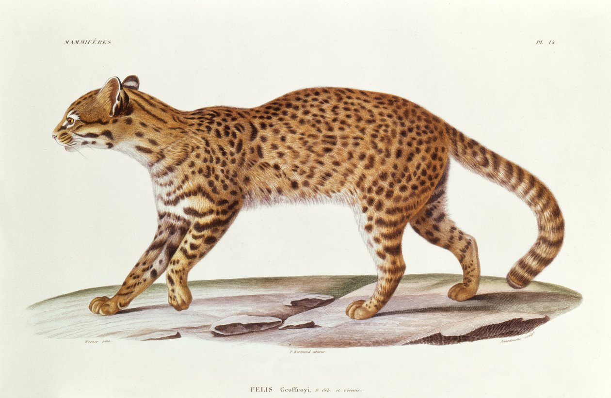 Geoffreys Cat (felis Geoffroyi) ilustração de viagem no sul da América por Alcide dOrbigny, gravado por Annedouche, 1847 de Werner Werner