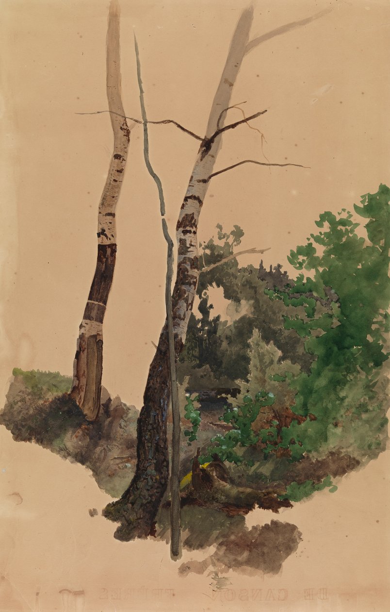 Dois troncos e arbustos de bétula nus de Werner Holmberg