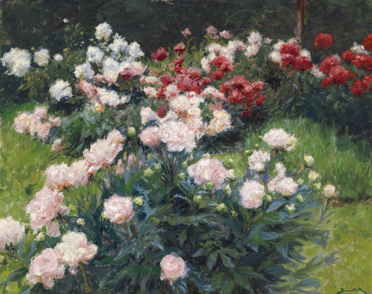 peônias de Wilhelm Bernatzik