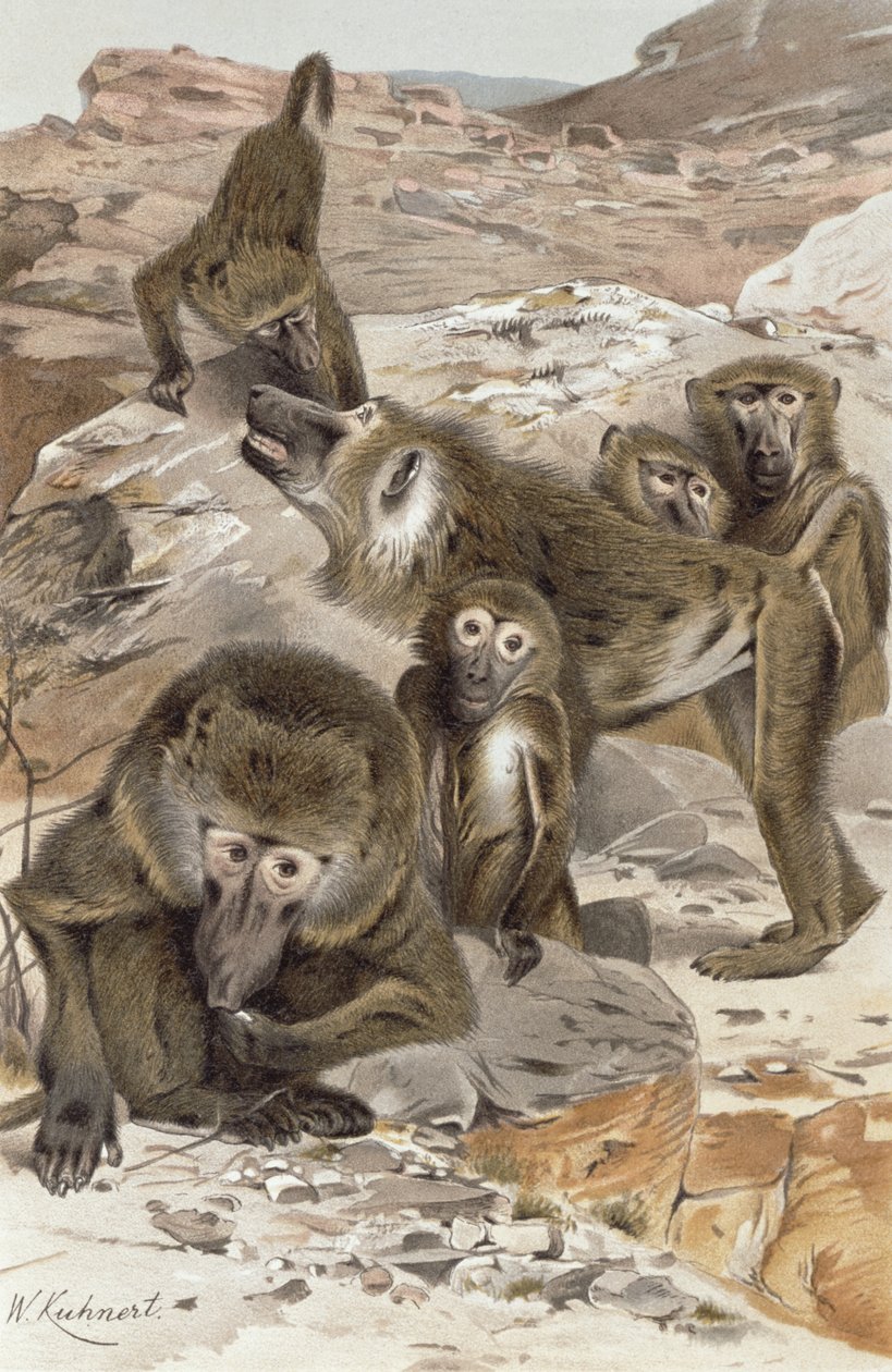 Babuíno, registro de Brehms Tierleben: Allgemeine Kunde des Tierreichs, volume 1, pág. 166, publicado pelo Bibliographisches Institut, 1890 de Wilhelm Kuhnert