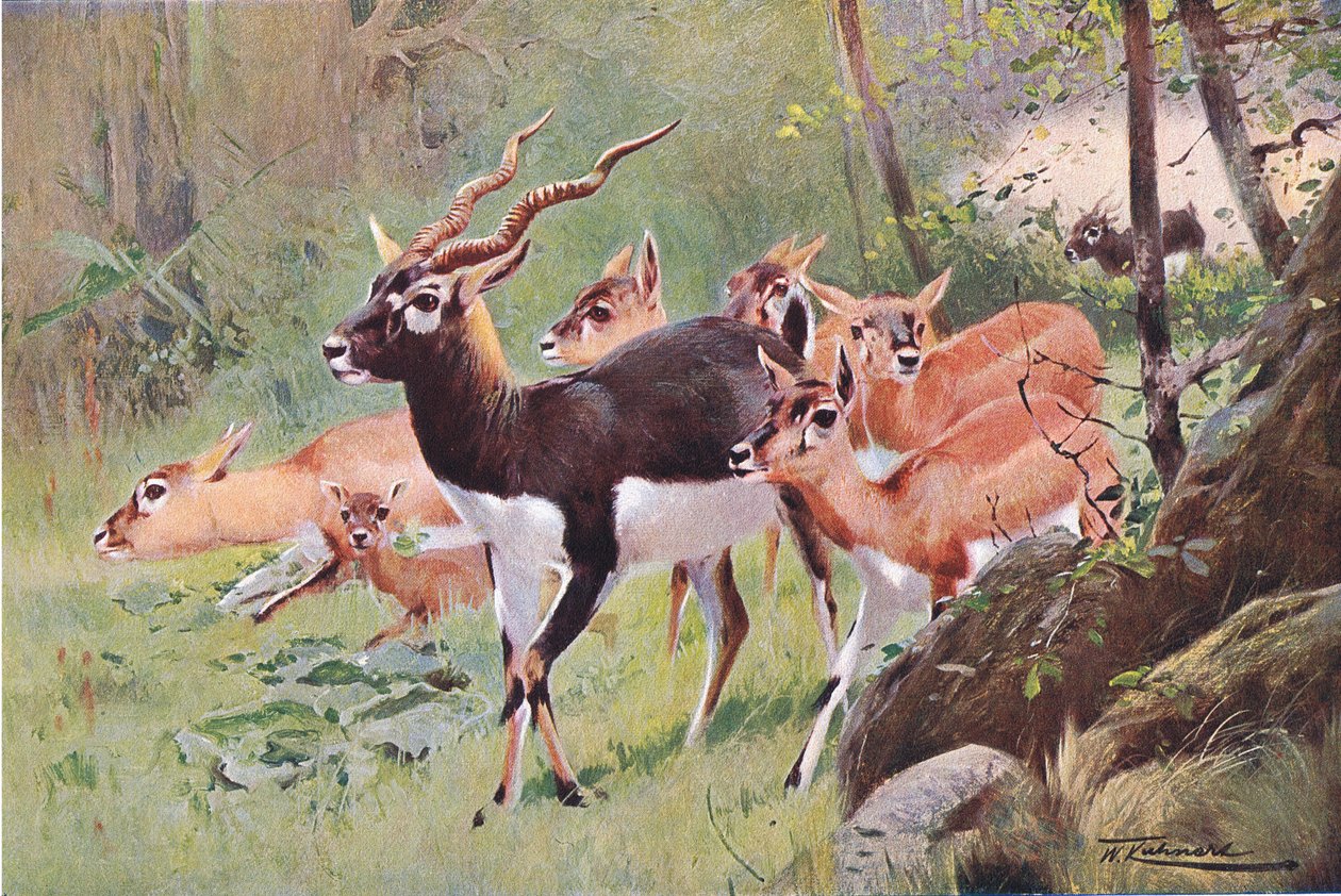 Buck preto, da vida selvagem do mundo, publicado por Frederick Warne & Co, c.1900 de Wilhelm Kuhnert