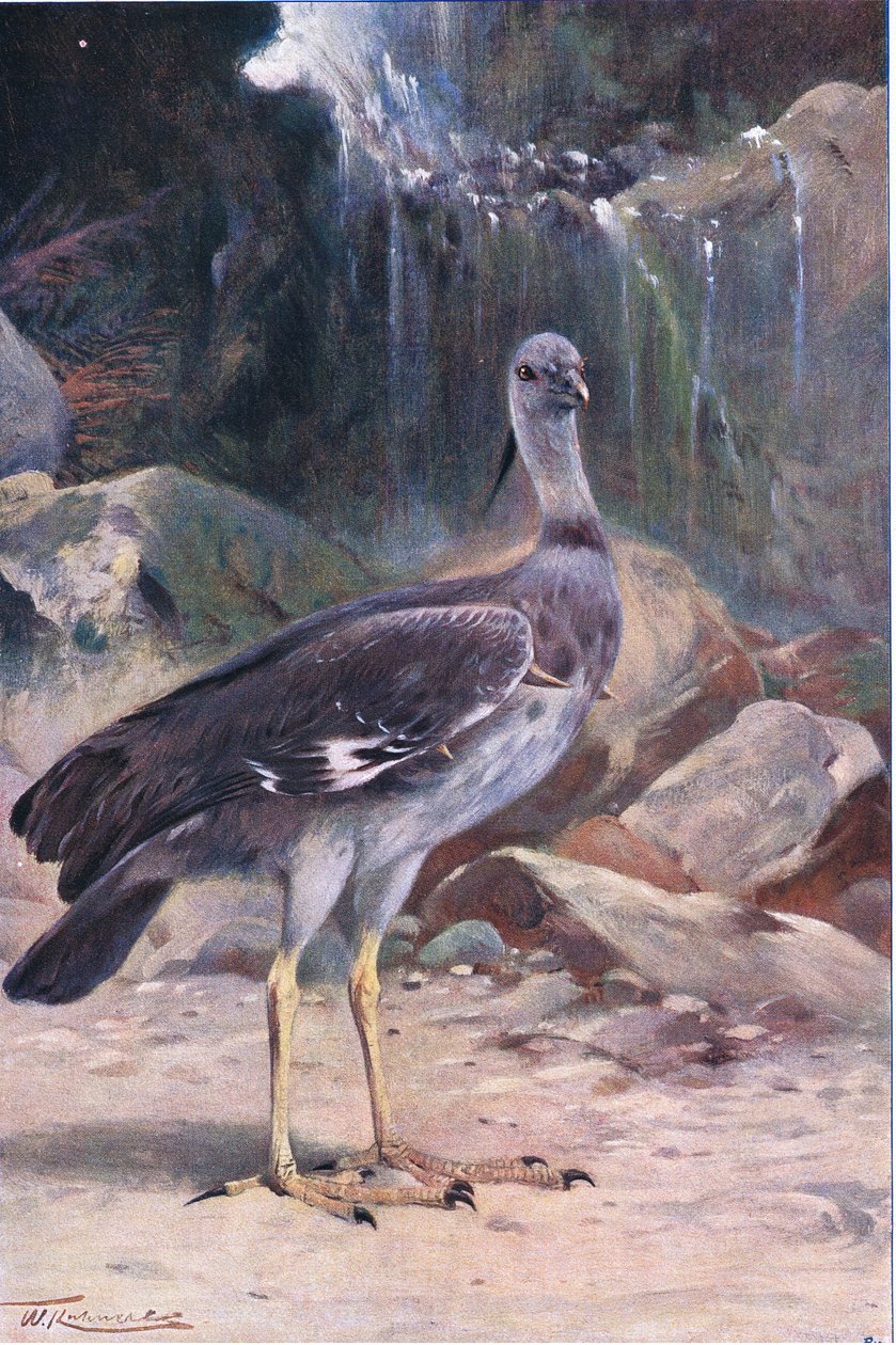 Screamer Crested, da vida selvagem do mundo, publicado por Frederick Warne & Co, c.1900 de Wilhelm Kuhnert