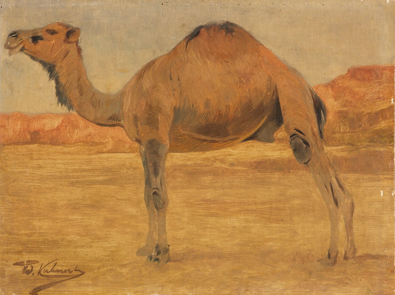 Dromedar de Wilhelm Kuhnert