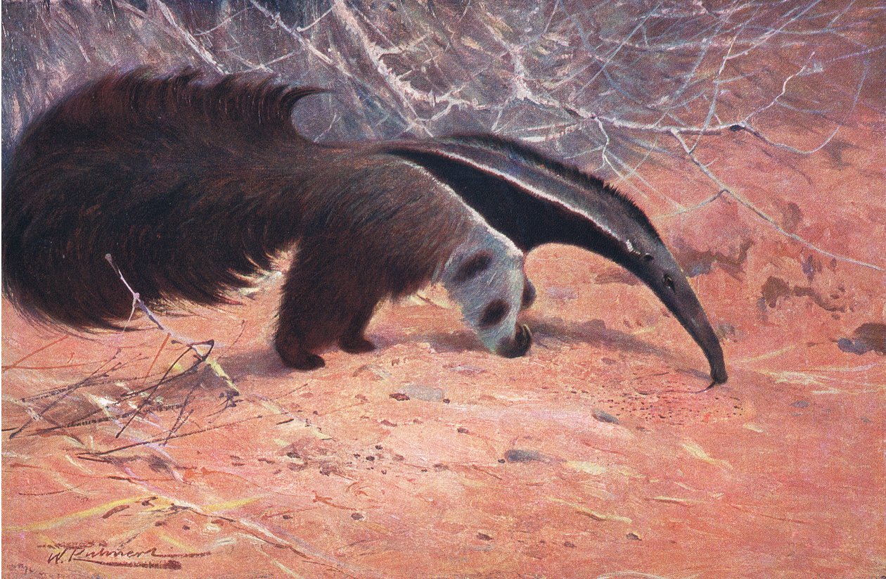 Great Ant Eater, da vida selvagem do mundo, publicado por Frederick Warne & Co, c.1900 de Wilhelm Kuhnert