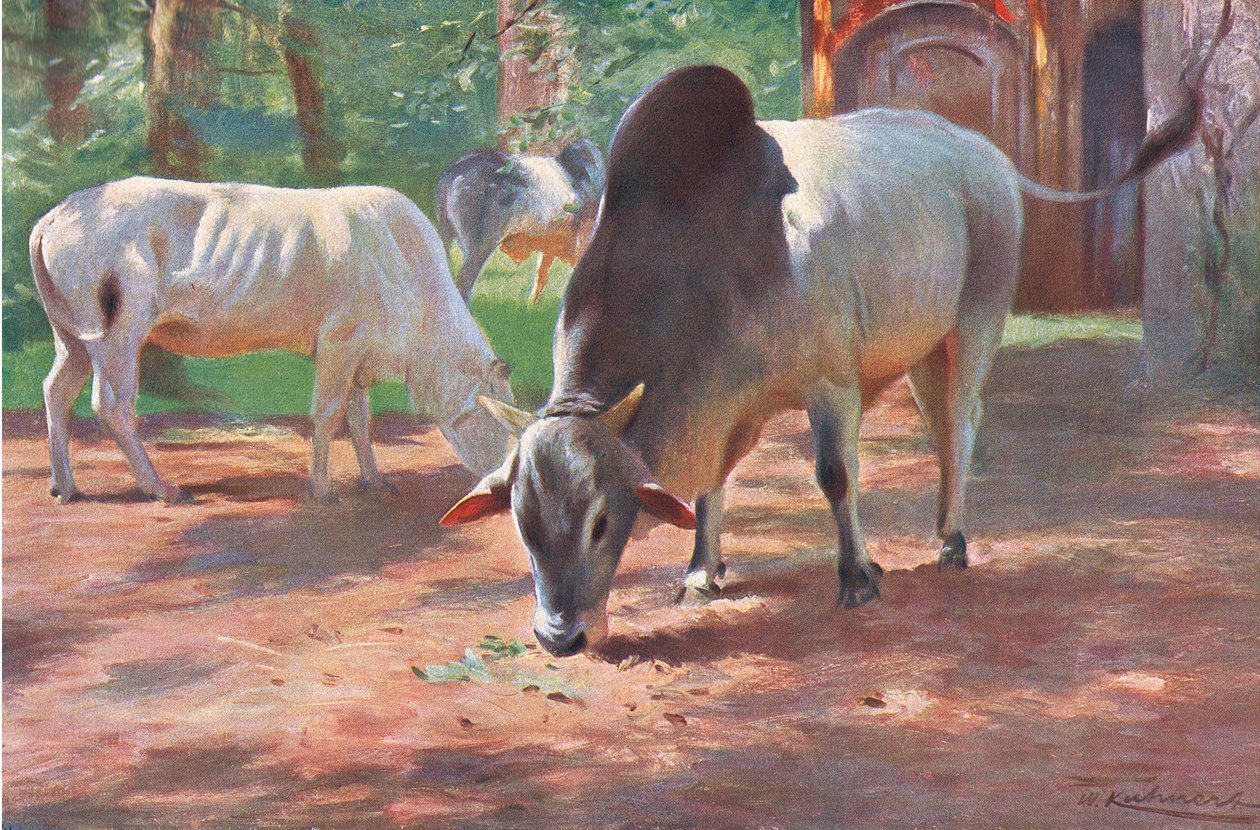 Gado Humped indiano, da vida selvagem do mundo, publicado por Frederick Warne & Co, c.1900 de Wilhelm Kuhnert