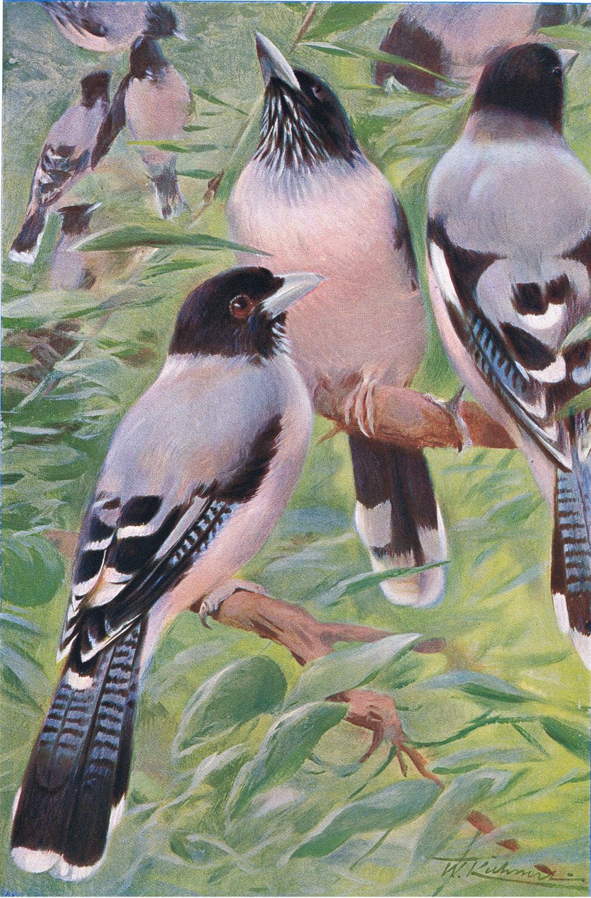 Jay Lanceolated, da vida selvagem do mundo, publicado por Frederick Warne & Co, c.1900 de Wilhelm Kuhnert