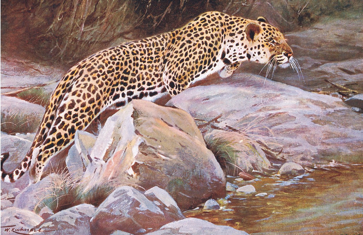 Leopardo, da vida selvagem do mundo, publicado por Frederick Warne & Co, c.1900 de Wilhelm Kuhnert