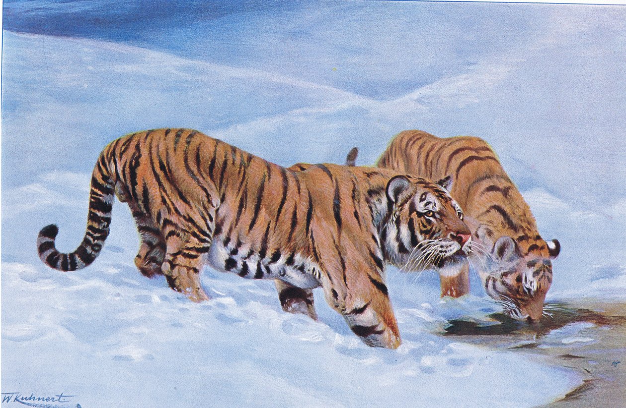 Tigre manchuriano, da vida selvagem do mundo, publicado por Frederick Warne & Co, c.1900 de Wilhelm Kuhnert
