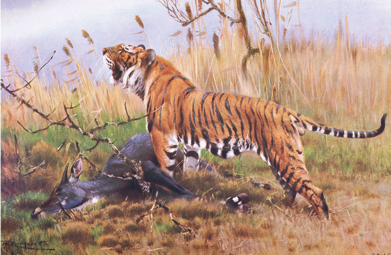 Tigre, da vida selvagem do mundo, publicado por Frederick Warne & Co, c.1900 de Wilhelm Kuhnert