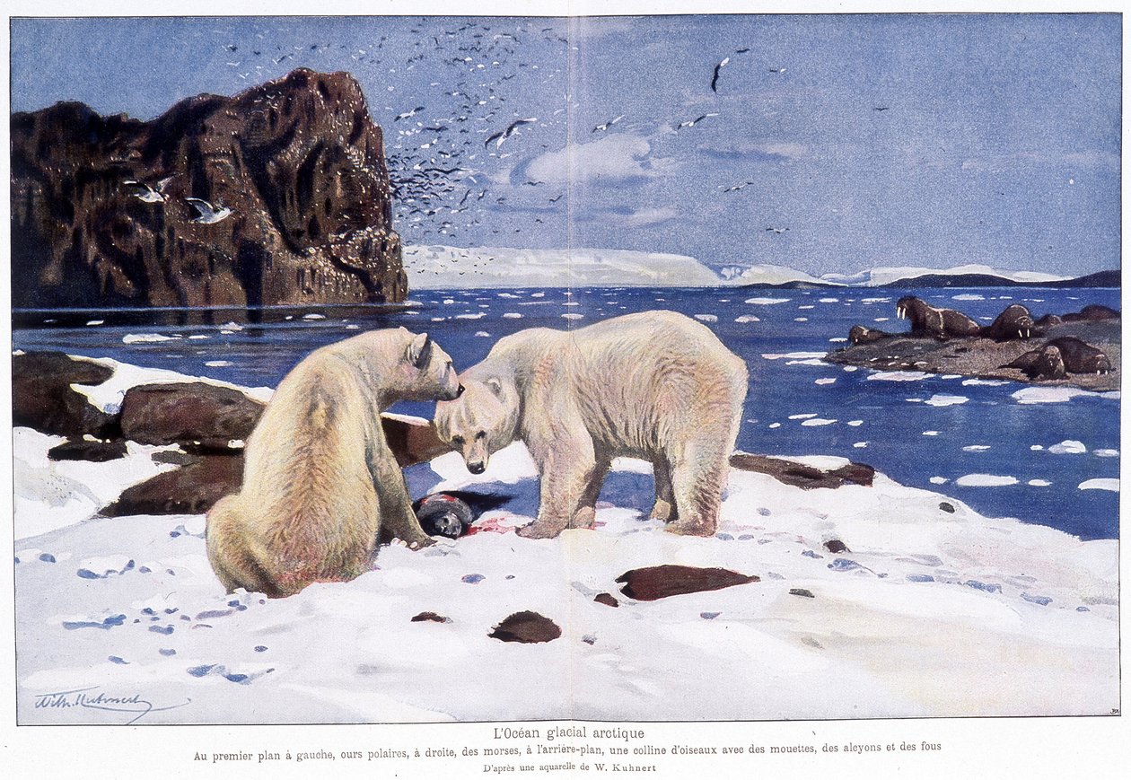 Oceano glacial ártico com dois ursos polares, morsas e pássaros (gaivotas, alquiões e tolos). Baseado em uma aquarela de W. Kuhnert. de Wilhelm (after) Kuhnert