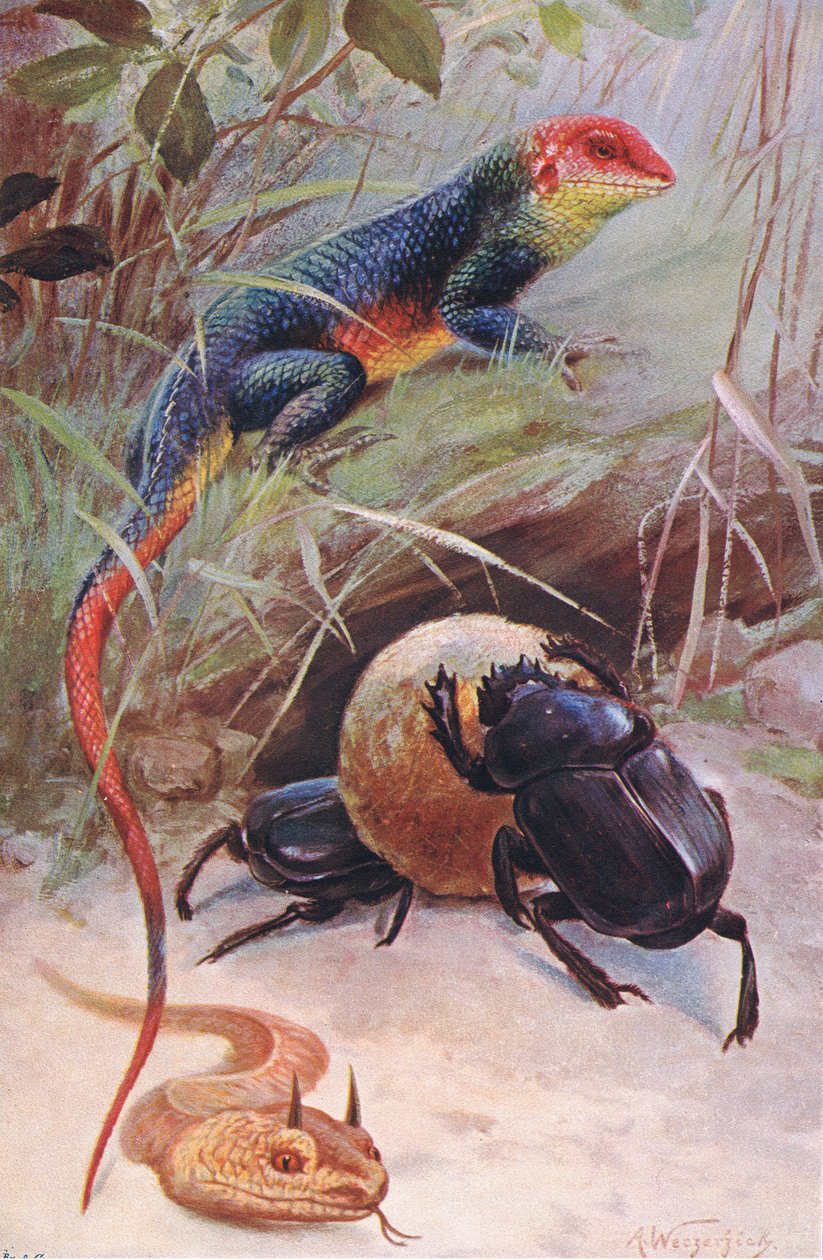 Um, gama, víbora horned, e, besouro sagrado, ilustração, deWildlife of the World, c.1910 de Wilhelm Kuhnert