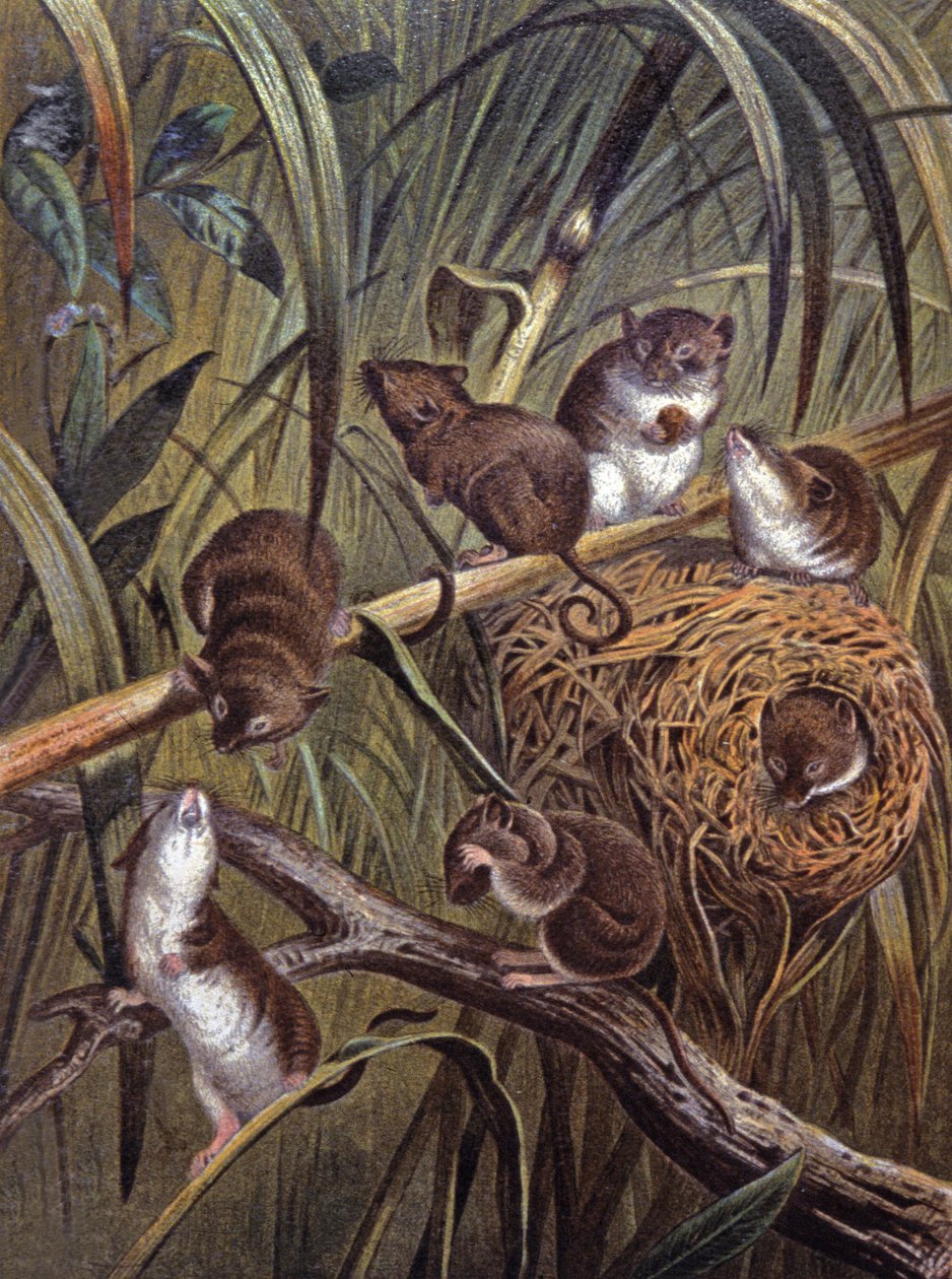 Ratos anões africanos de Wilhelm Kuhnert
