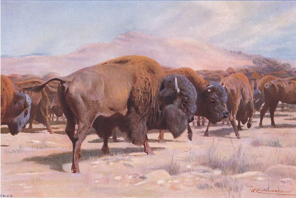 Bisão-americano, da vida selvagem do mundo, publicado por Frederick Warne & Co, c.1900 de Wilhelm Kuhnert