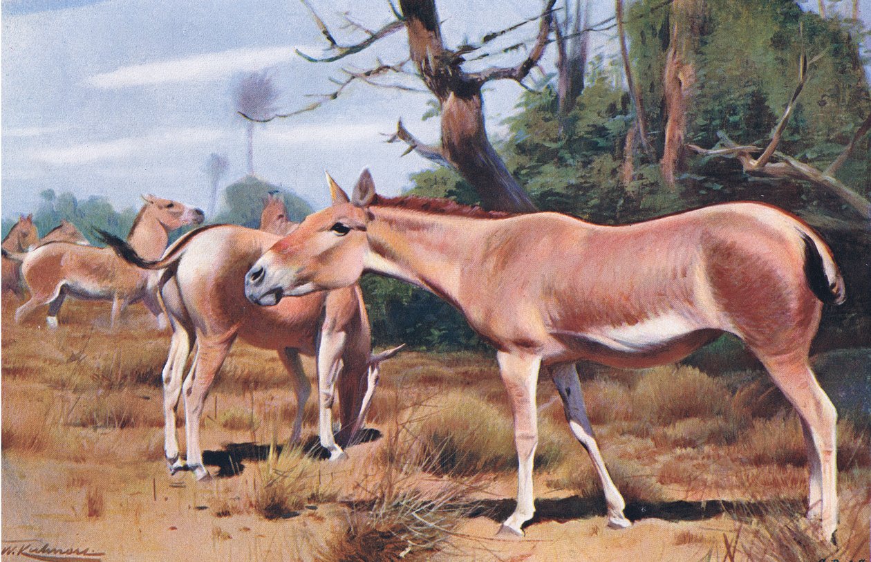 Asiatic Wild Ass, da vida selvagem do mundo, publicado por Frederick Warne & Co, c.1900 de Wilhelm Kuhnert