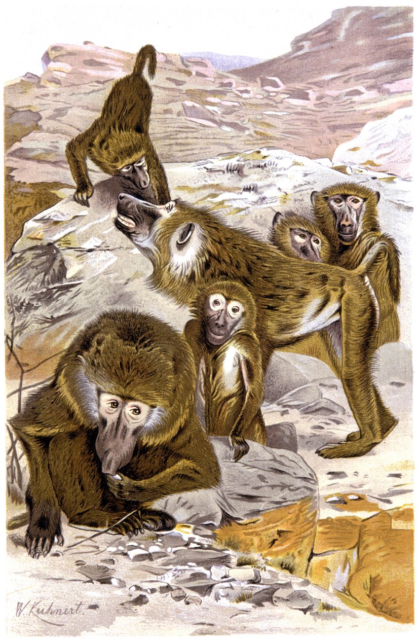 Babuínos de Wilhelm Kuhnert